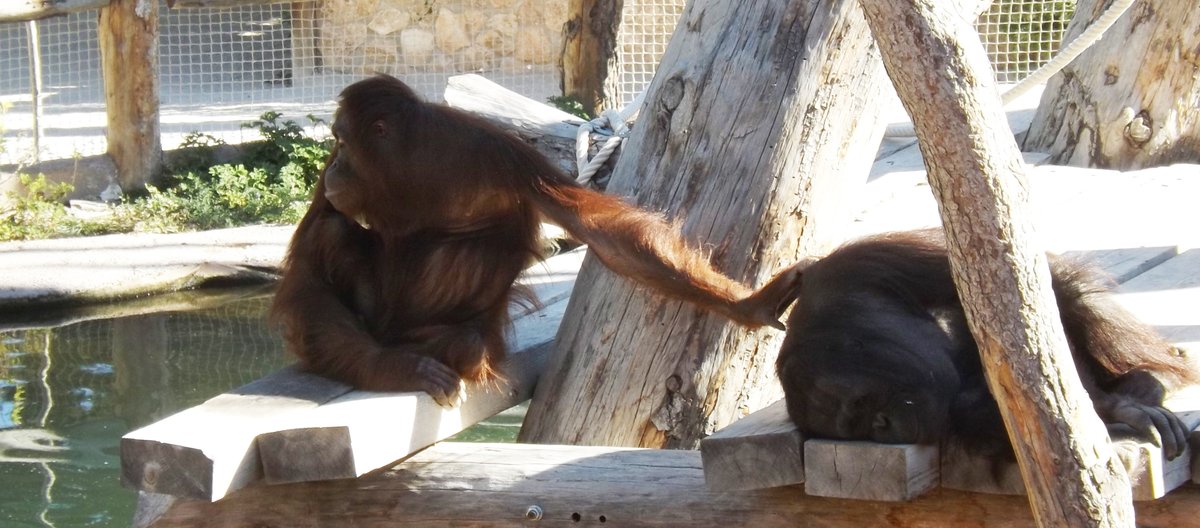 nautilusmar's tweet image. La herida del olvido. Como a pesar de nuestra semejanza y camino evolutivo, borramos nuestro reflejo en ellos y su dolor en cautividad.
@JoserraBecerra @TafallaMarta @RosaTristan @BrunaHusky @joaquinaraujo @JorgeRiechmann @jorgeextramiana @DeanFederacion 
pressenza.com/es/2025/10/la-…