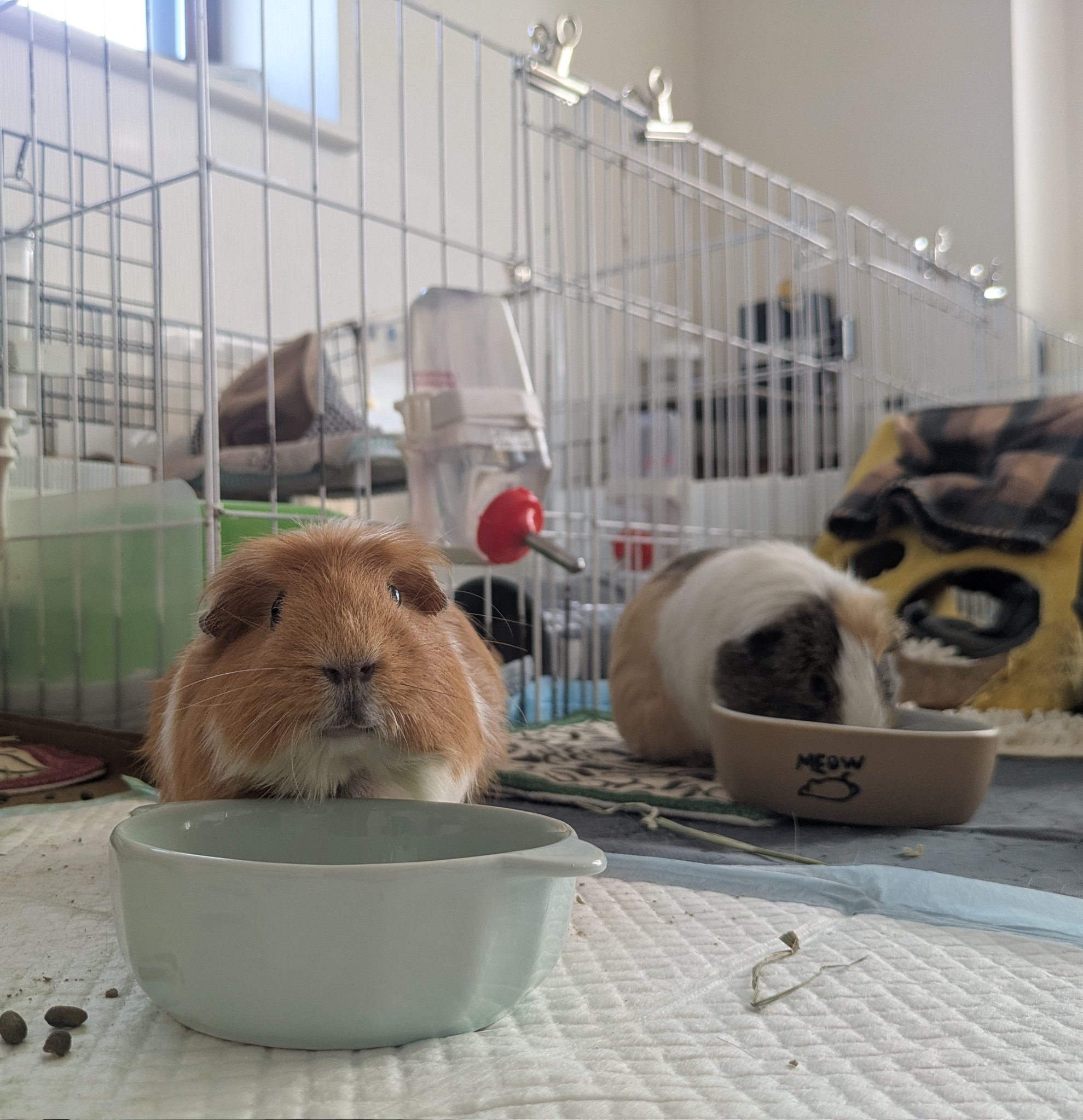 モルモット もる田 on X: 