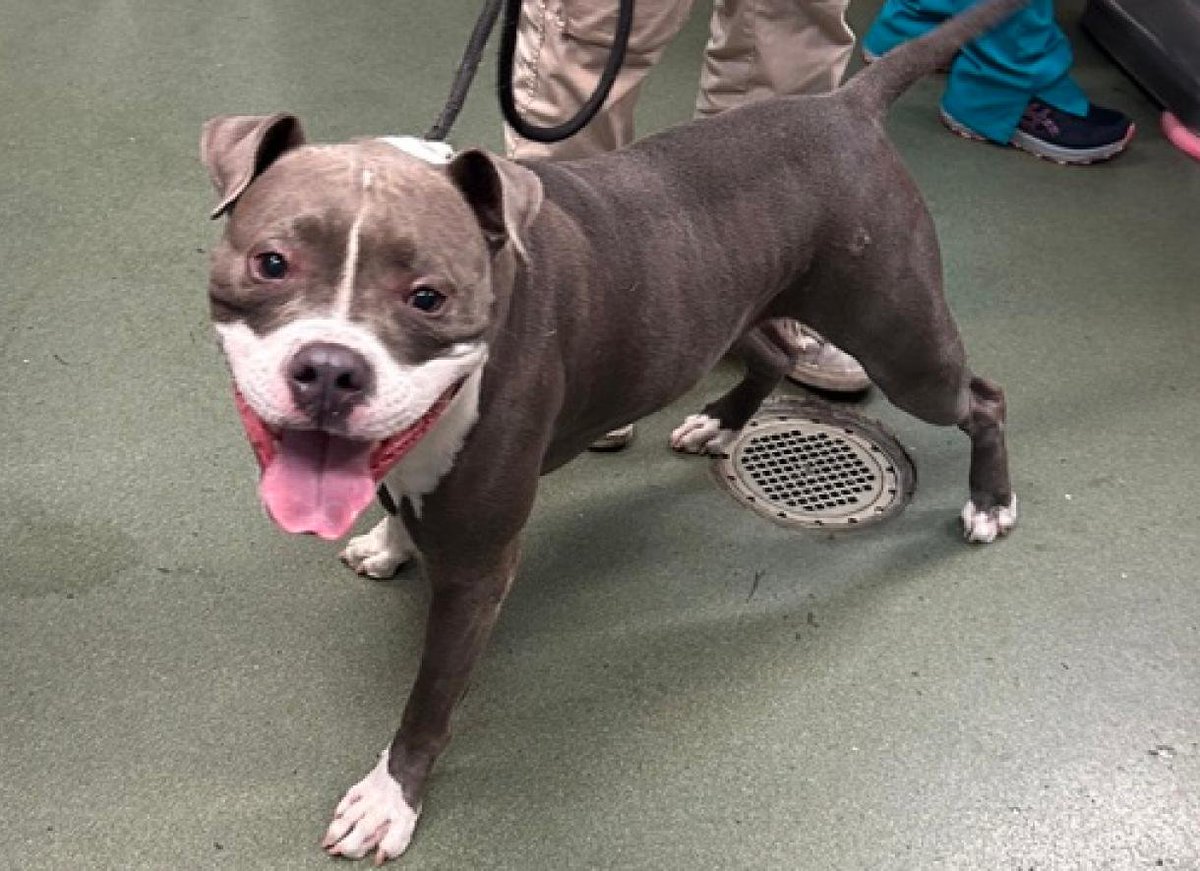 tomsland_'s tweet image. The heartless monsters of NYCACC have killed wonderful 3 yr old King Julian💔
He just needed a calm, loving home where he could feel safe. For that he got a death sentence.
RIP beautiful King Julian. Unlike the humans who failed you #AllDogsGoToHeaven🌈