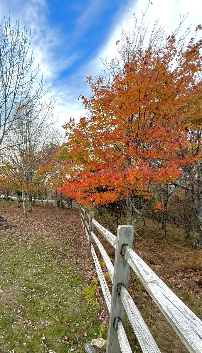 There isn’t a #NoKingsOct18 parade where I am in the NC Mountains, but there is a deer in my yard munching on some corn I put out last evening, and some beautiful fall foliage.

Do the people who fund and attend these #NoKings gatherings not know what a monarchy is?

I happen to