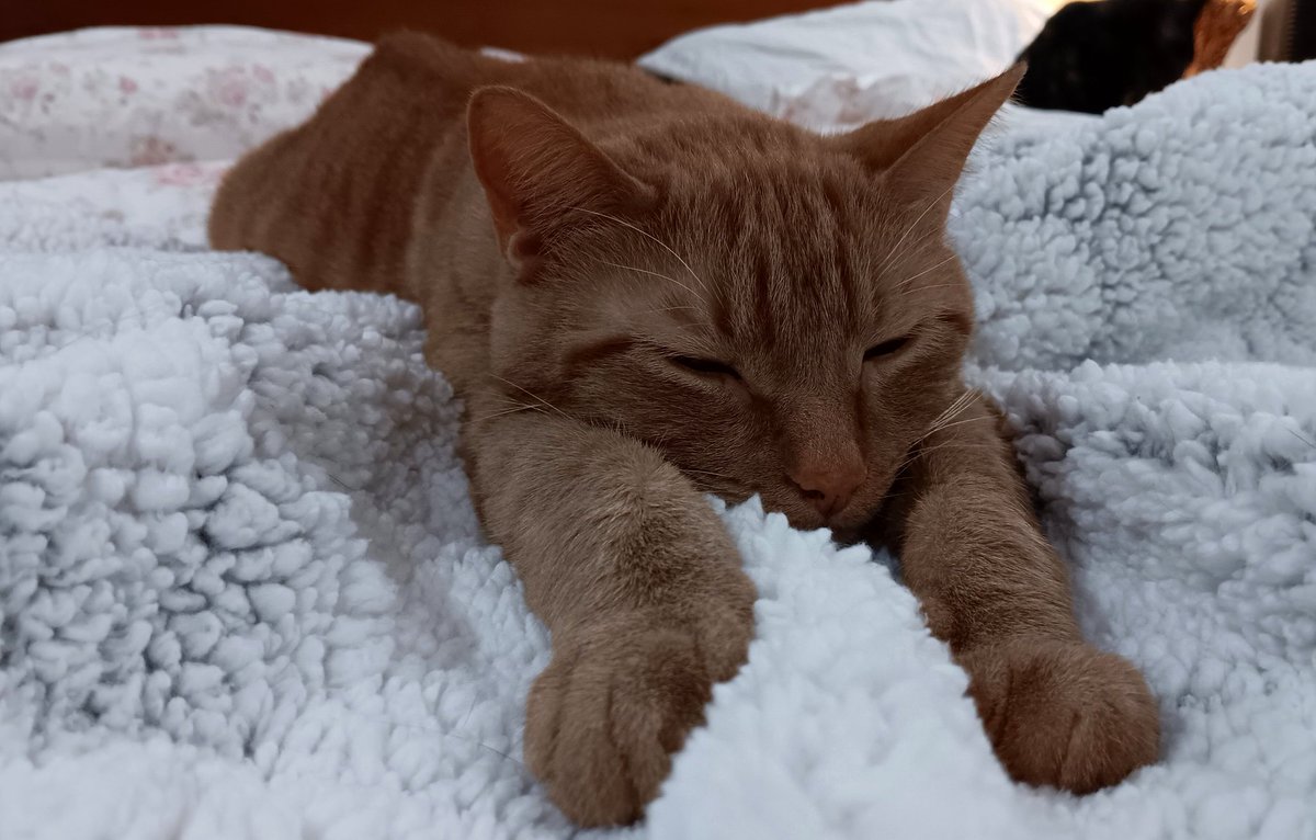 Worn out from <a href="/MLB/">MLB</a> playoffs. Just too much for one kitty named Cheeto Willie Mays... Happy #caturday everyone! Play Ball!⚾️⚾️⚾️