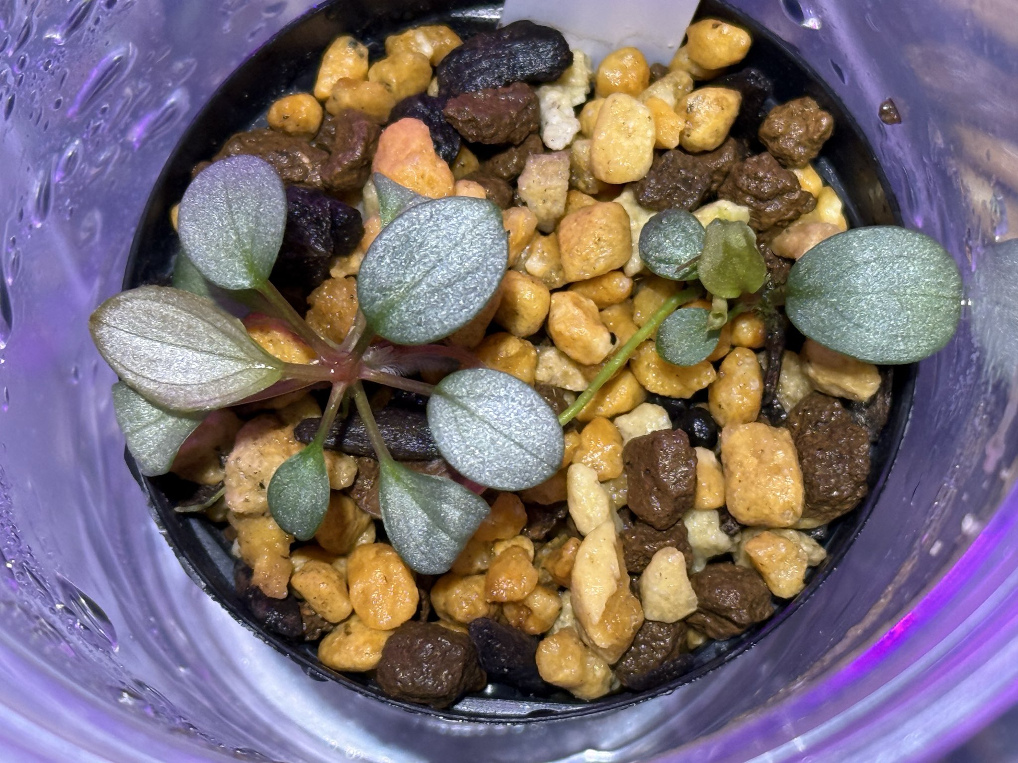 超希少❗️アグラオネマゴールデンドラゴン新葉展開中✨️ KENZO (@fw_kenzo) / X