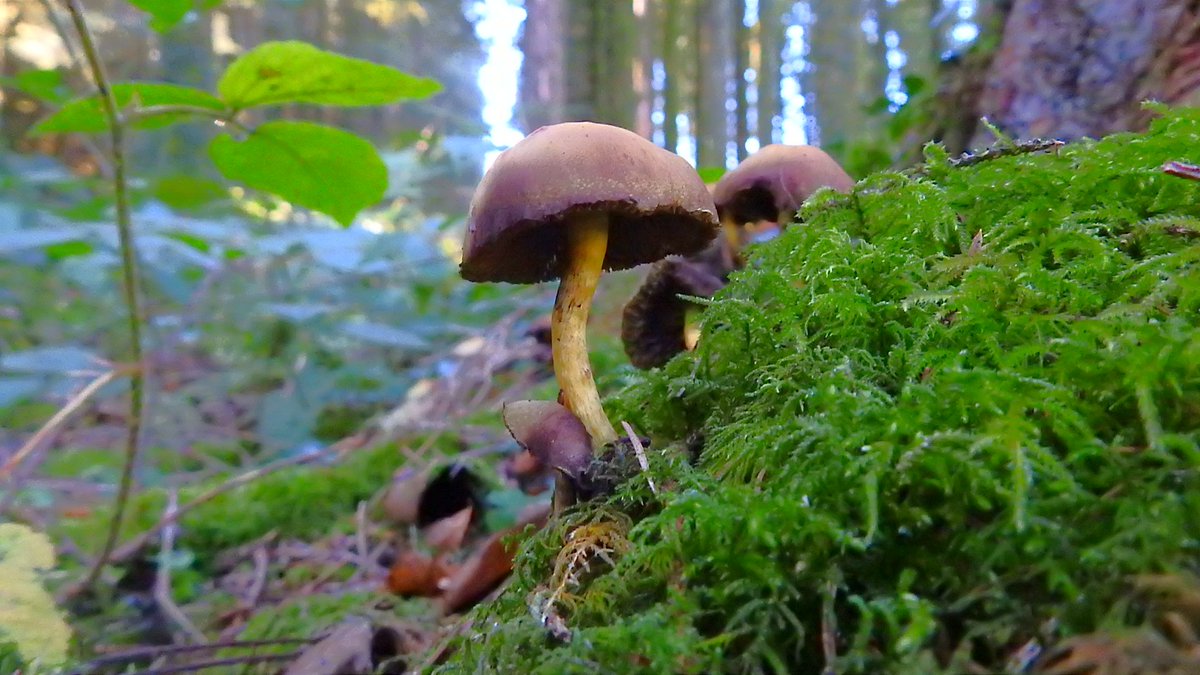 Various fungi over the past week in Bannau Brycheiniog <a href="/Natures_Voice/">RSPB</a> <a href="/RSPBCymru/">RSPB Cymru</a> <a href="/BBCSpringwatch/">BBC Springwatch</a> <a href="/BBCCountryfile/">BBC Countryfile</a> #fungi #nature #wilderness