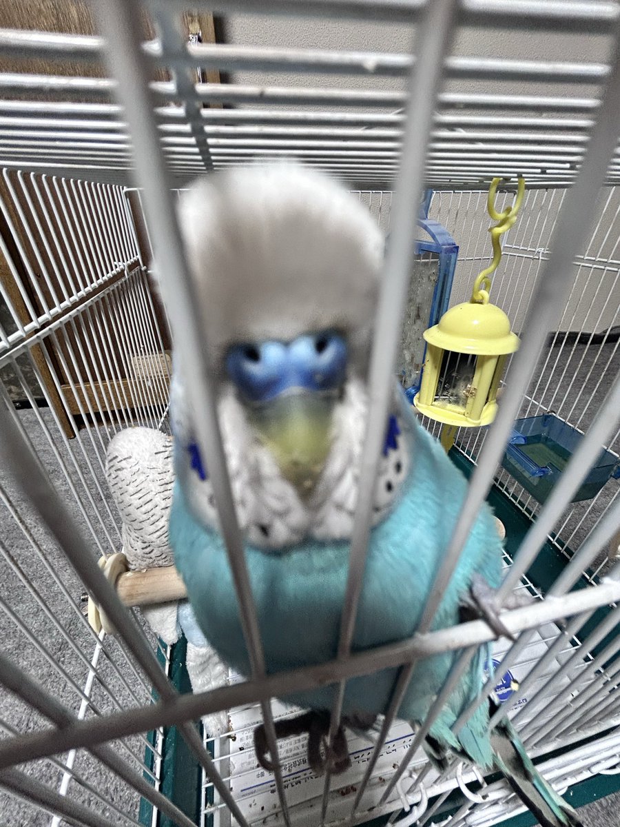 鳥の失敗写真愛好会 Community on X - 1.1K Members