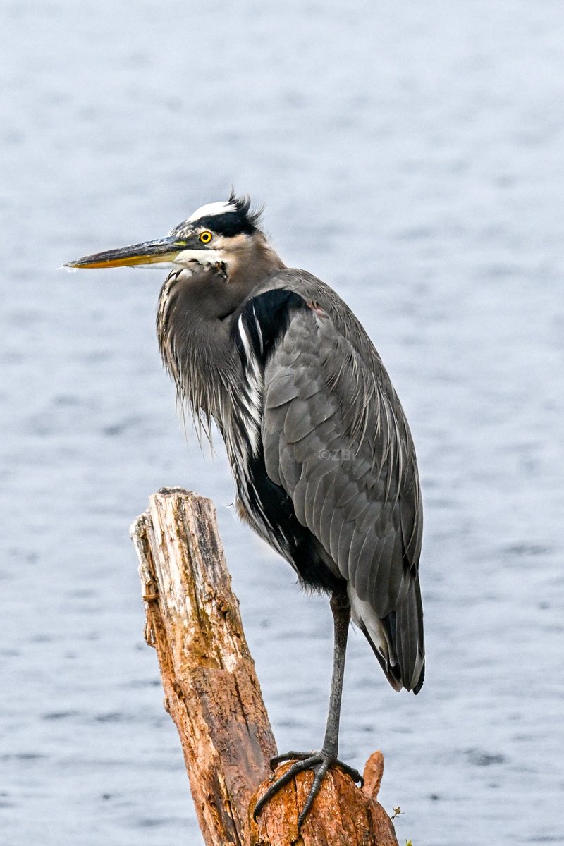 IBZzbi's tweet photo. Great Blue Heron #photo #nature #bird #heron #photograghy https://t.co/yiTPliix9s