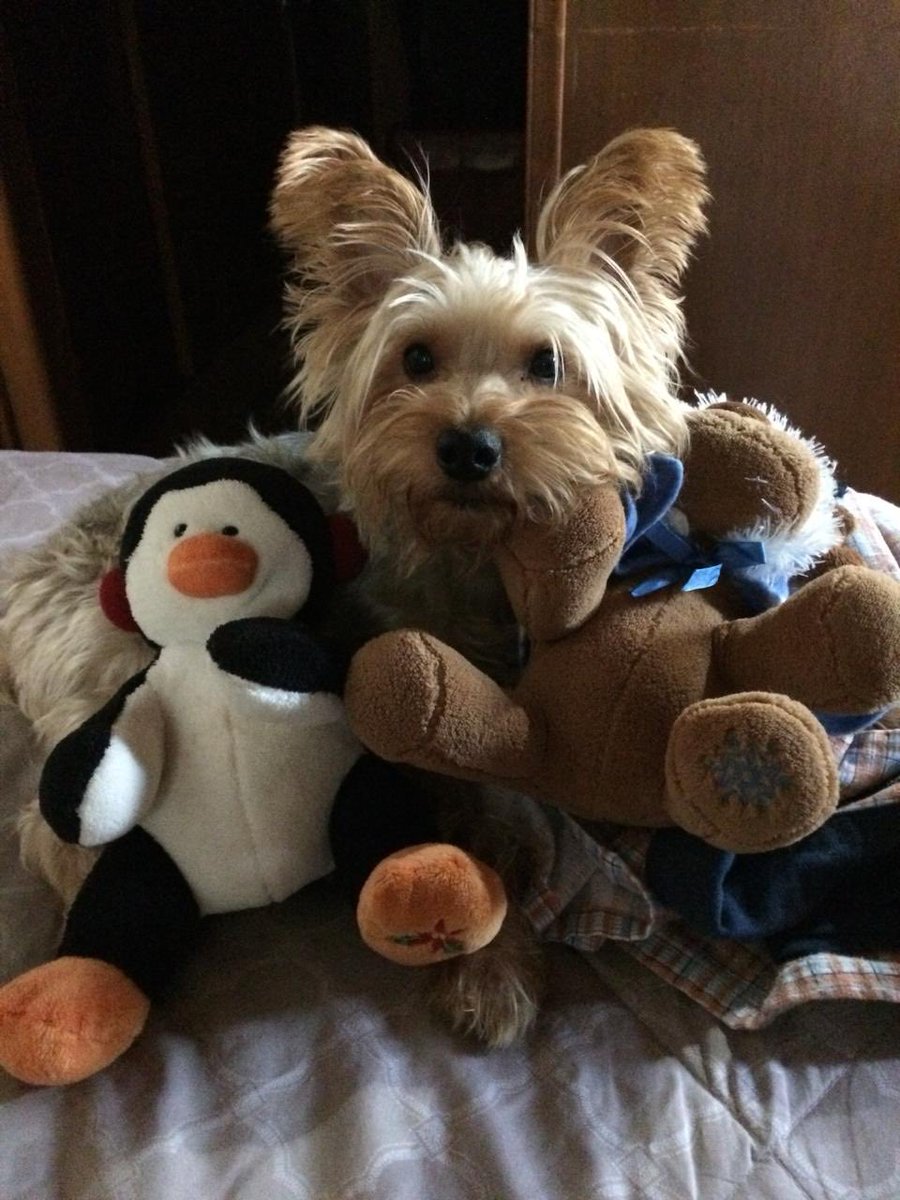 ruiz_mena's tweet photo. Hoy se fue nuestro perro #Timoteo / 15 años estuvo entre nosotros. Hasta siempre amadísimo amiguito. https://t.co/YDGClfjCaV