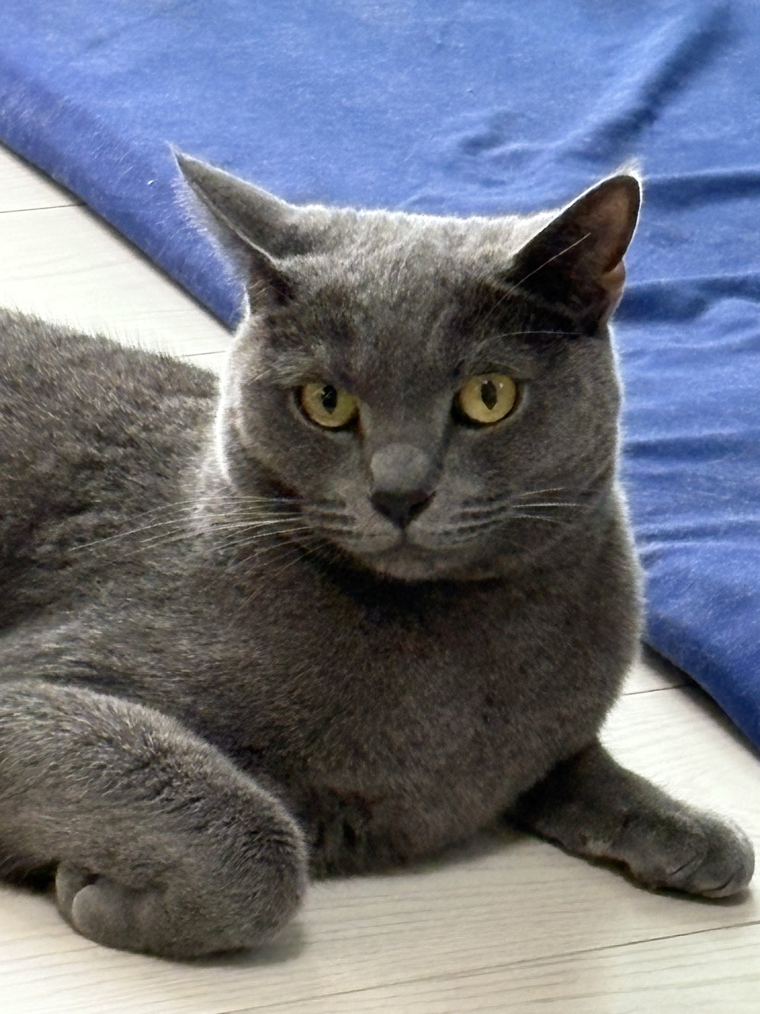 猫B 最終値下げしました！ ホタル on X: 