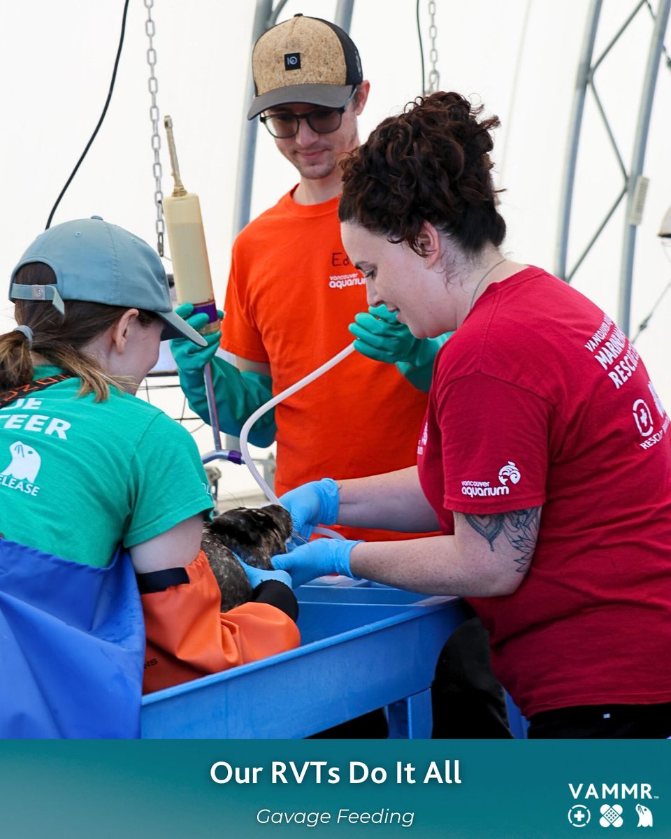 vammrs's tweet image. Happy RVT month, did you know we have TEN RVTs?!

#vettech #marinemammals