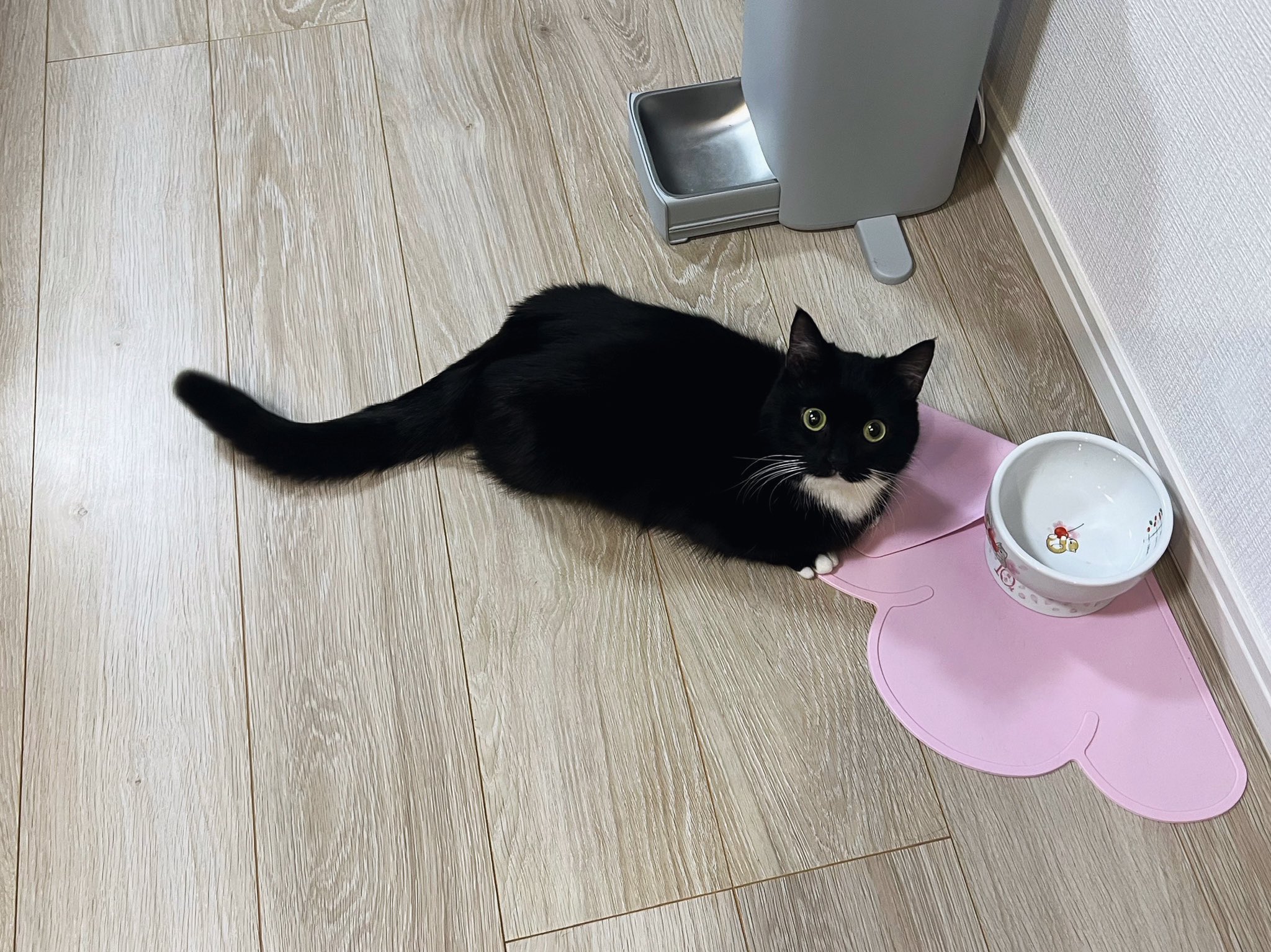 やせねこ Amazon.co.jp: 薬師窯 錦彩 鈴音お金 招き猫 高さ8cm にしだ