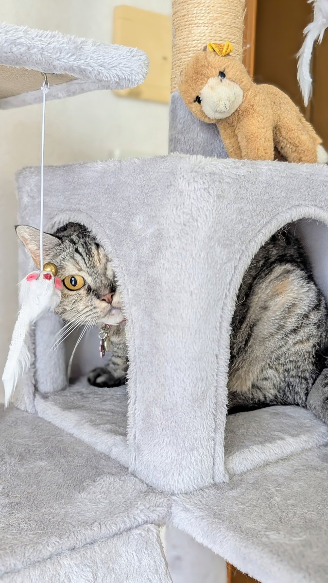 猫さん ねこさん⚡(ΦωΦ) on X