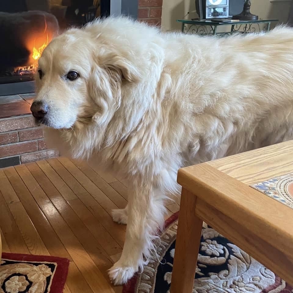 Outlaw thought mid-October was definitely late enough for fireplace season to begin. Photo from this week in 2020. I reminded him it also was curl up to a fluffy dog season. #Autumn #DogLovers <a href="/dogcelebration/">CelebrationOfDogs</a> <a href="/dogandpuplovers/">We love dogs. 🐕🐶😍</a> <a href="/ok32650586/">For the Love of Dogs❤️🐶❤️🌹</a> <a href="/JanMcLa96148225/">Jan McLaughlin</a>