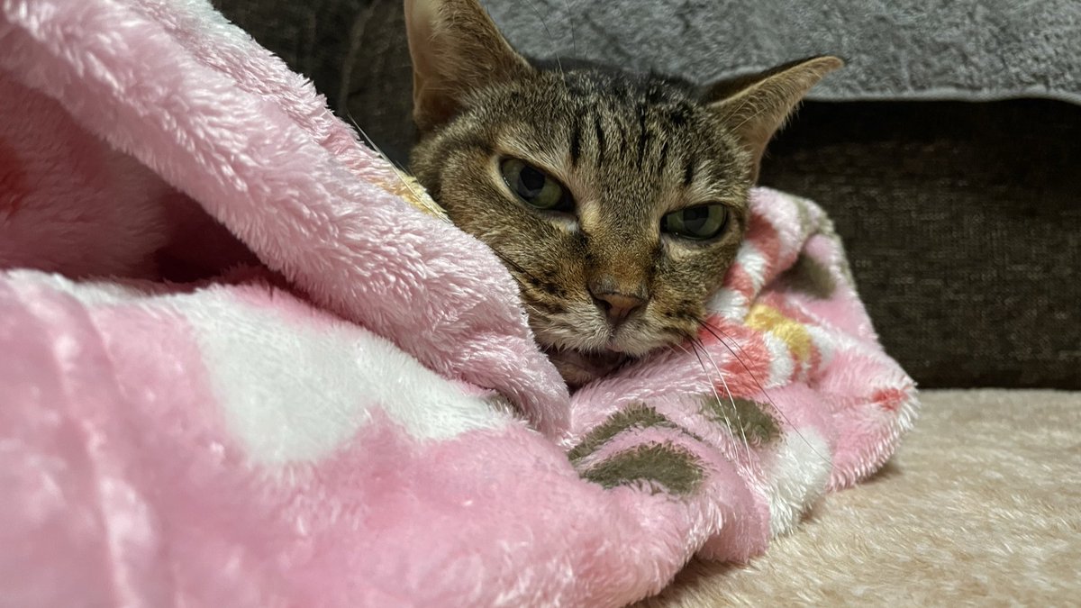 おはようございます
10月19日(日)

昨夜、痛みが強めの抗生剤と、それに耐えた母猫さまの頑張りのおかげで少し顔の腫れが小さくなり今朝もkdフードを食べてくれた

ただ代わりに鼻からの膿が右からも出るようになり只管感染が広がらない事を願うばかりです