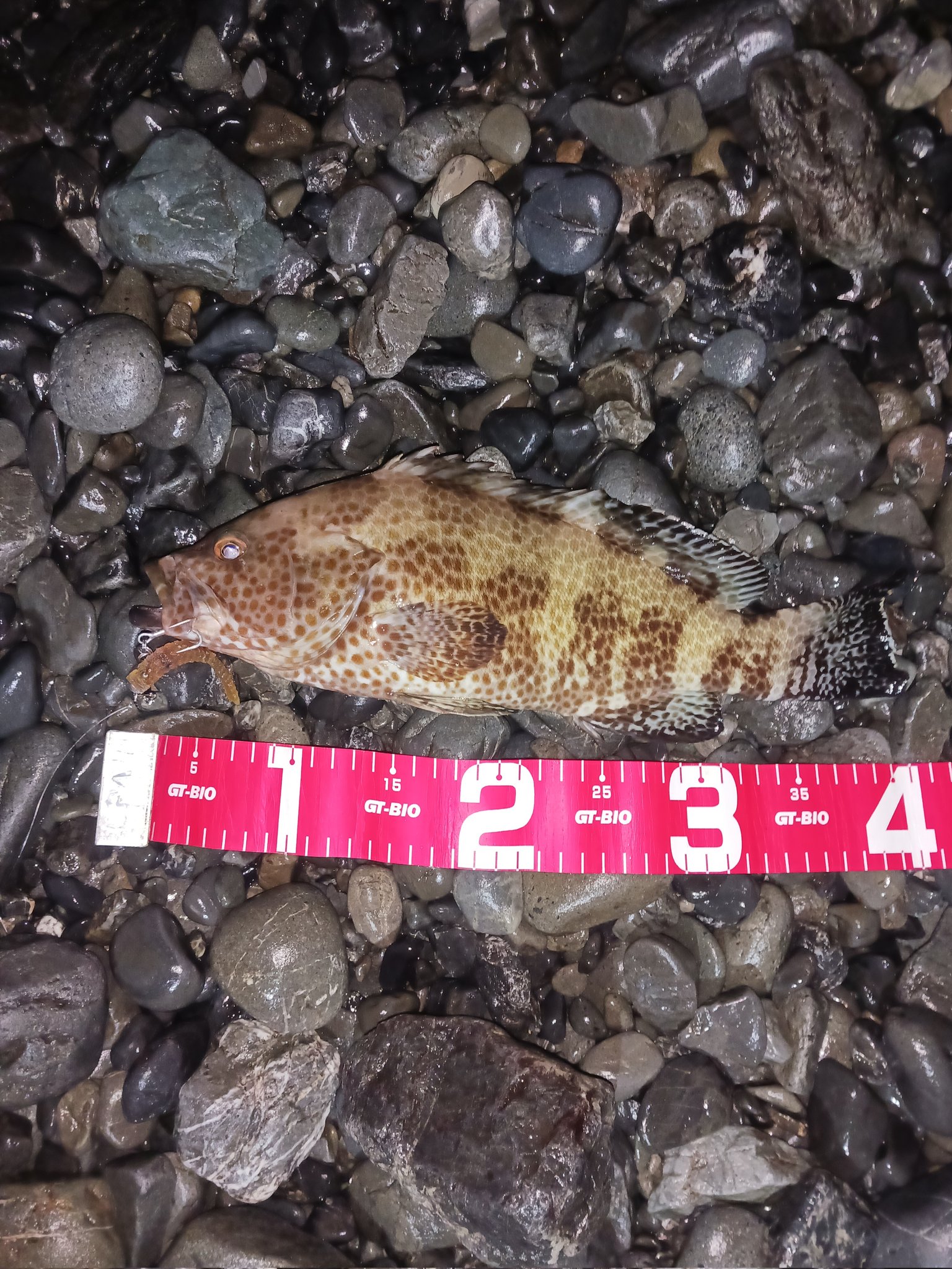 週末アングラー (@Shumatu_Angler) / X