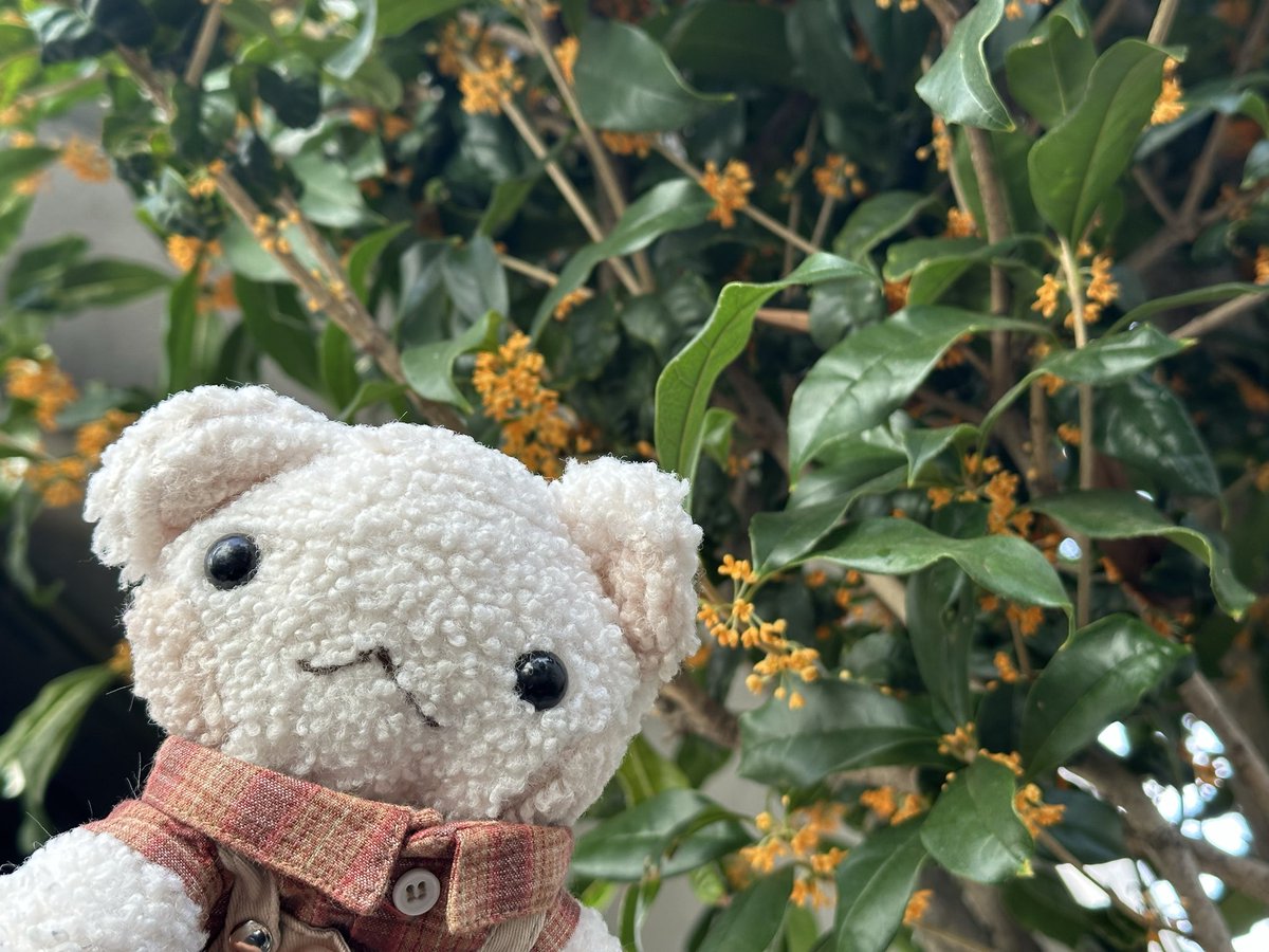 explosionpsycho's tweet image. お庭の金木犀咲いたよ
ジャンボレモンももうすぐ黄色くなる🍋