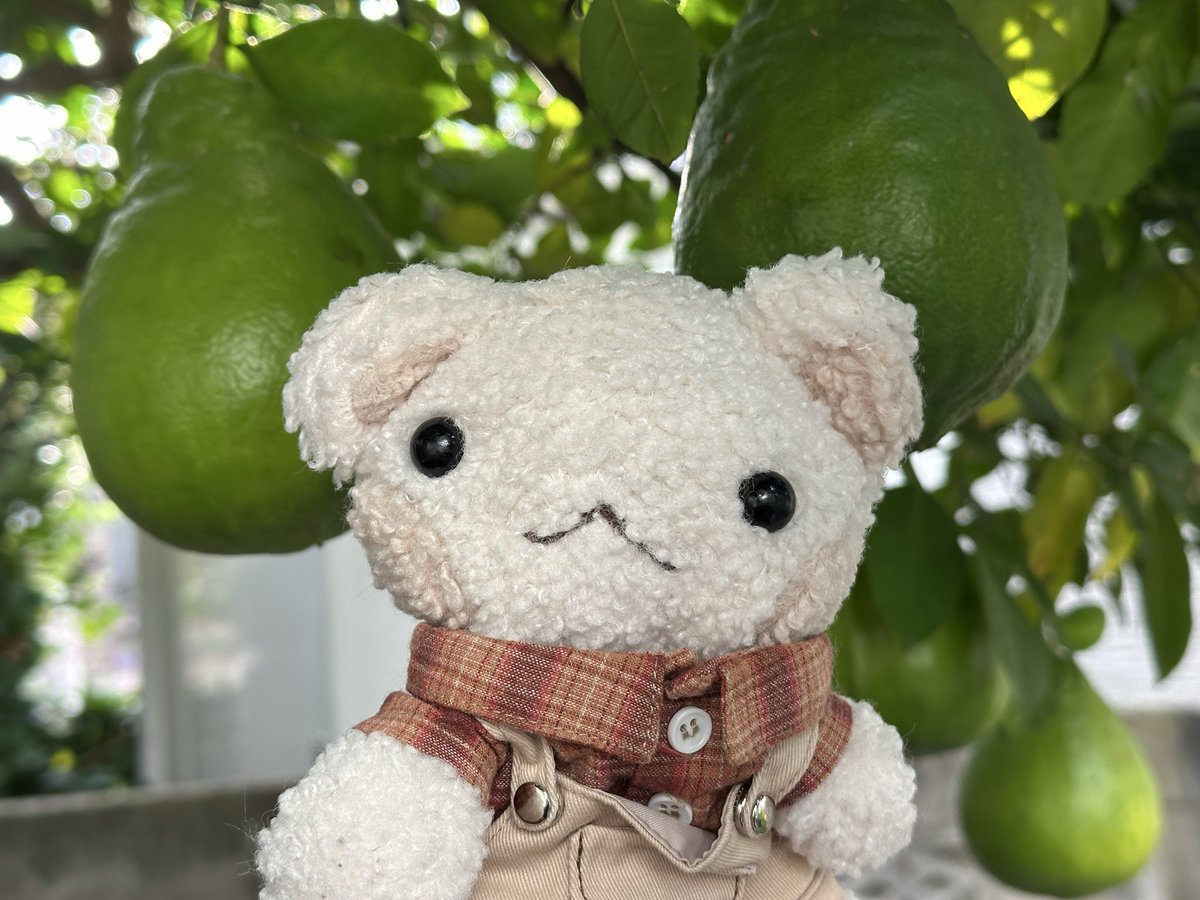 explosionpsycho's tweet image. お庭の金木犀咲いたよ
ジャンボレモンももうすぐ黄色くなる🍋