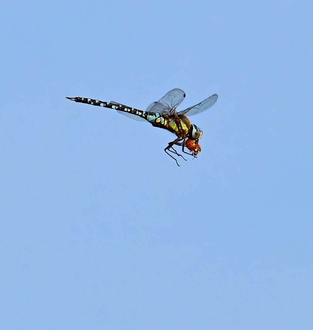 CarlBovisNature's tweet image. Dragonfly eating a ladybird in mid-air! 😮
 Taken last weekend at RSPB Ham Wall in Somerset. 😊