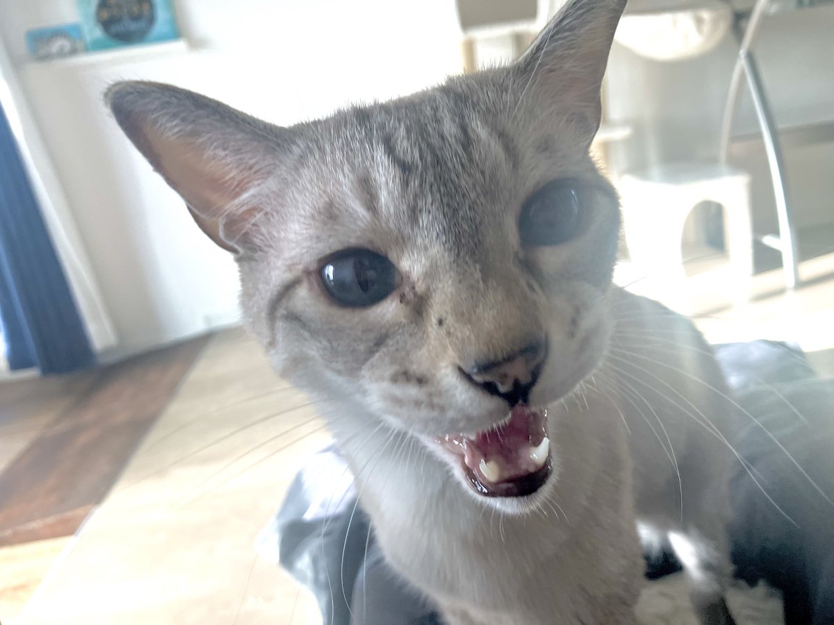JUNe.N (@tsuyu_no_hito) on Twitter photo なんで起こしても起きないニャン!😾
寝坊して怒られました😅
#猫好きさんと繋がりたい
#猫の下僕
#保護猫
#シャムトラ
#日曜日 なんで起こしても起きないニャン!😾
寝坊して怒られました😅
#猫好きさんと繋がりたい
#猫の下僕
#保護猫
#シャムトラ
#日曜日