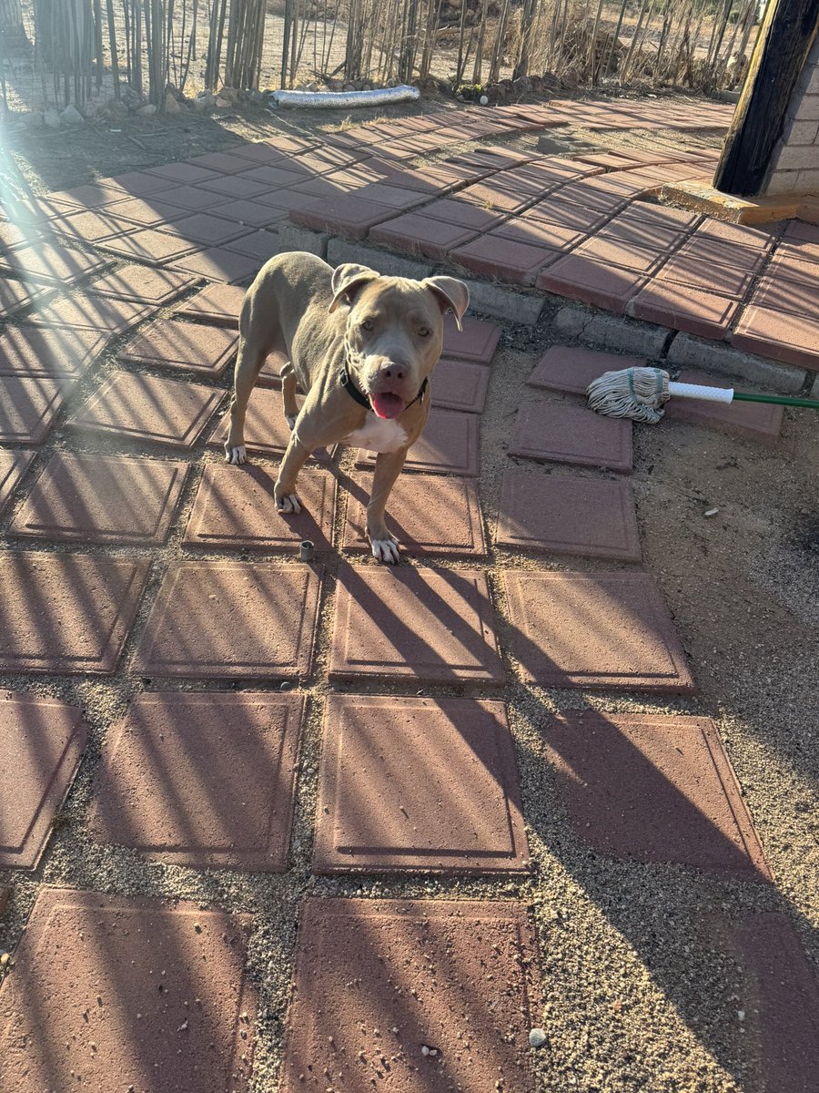 Introducing Wiggles the dog we adopted.