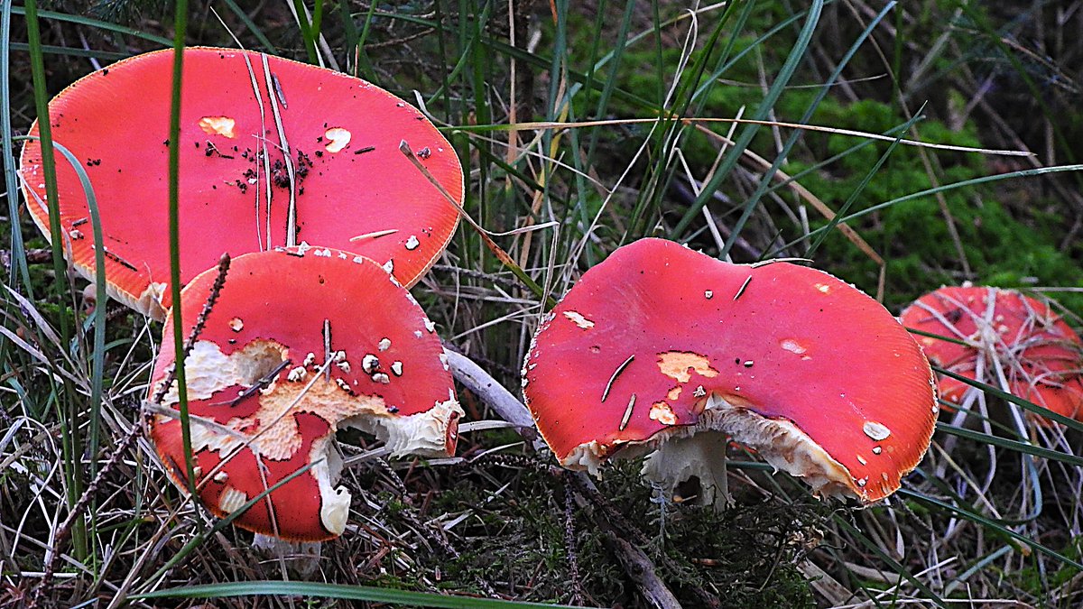 Various fungi in Bannau Brycheiniog over the past week <a href="/RSPBCymru/">RSPB Cymru</a>  <a href="/Natures_Voice/">RSPB</a> <a href="/BBCSpringwatch/">BBC Springwatch</a> #fungi #nature #wilderness