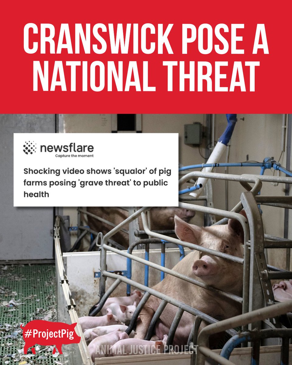 ajpReact's tweet image. You’ve heard about our latest investigation exposing superbugs on pig farms in Northern Ireland — but do you know the Cranswick connection?
Our investigation has revealed multidrug-resistant (MDR) bacteria — including dangerous strains of Salmonella — in UK ‘pork’ products sold…