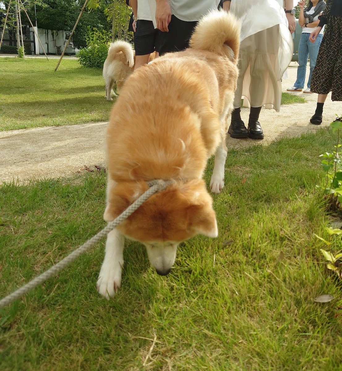 BandE1999's tweet photo. 秋田犬のもふもふ処 https://t.co/StIdpQUyBZ