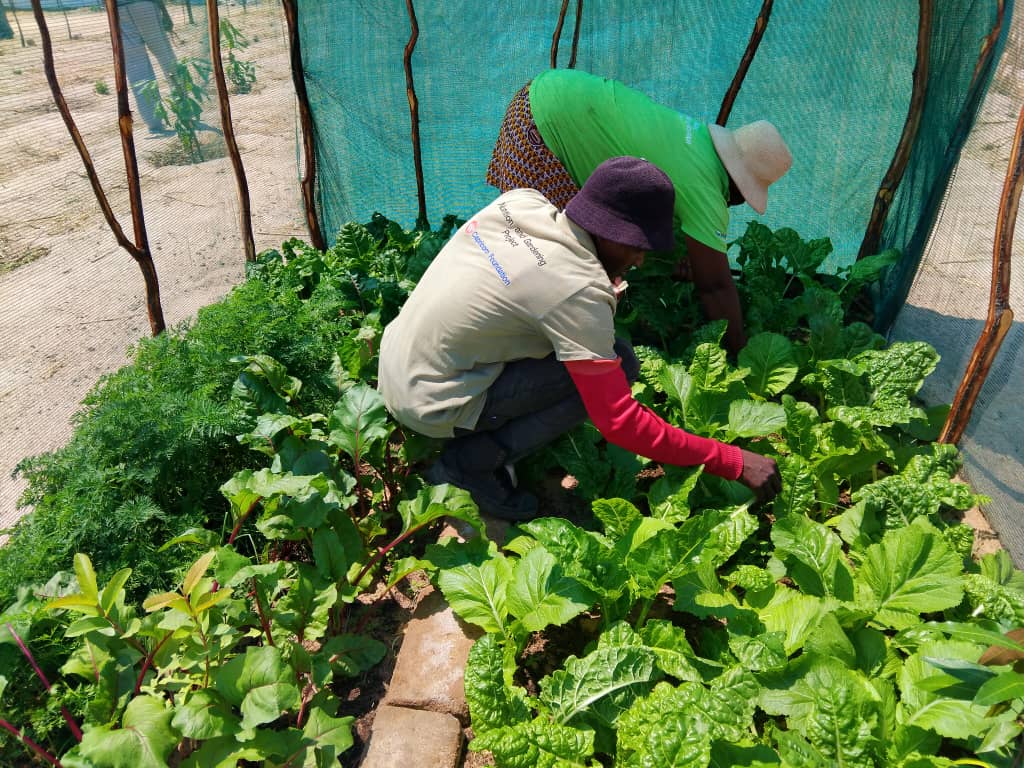 DAPP Namibia recognised World Food Day. Empowering women through education strengthens families and communities, boosting children’s health, growth, and well-being. When women, especially in rural areas, have a voice in decision-making, they become powerful drivers of change.