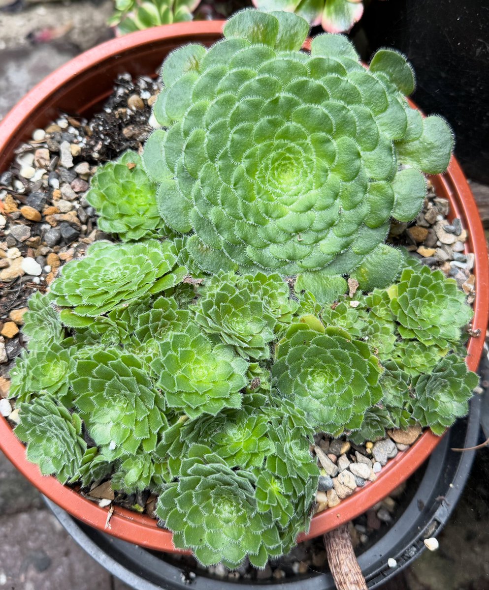 thomasjameswynn's tweet image. Aeonium tabuliforme ‘Hime Meikyou’.