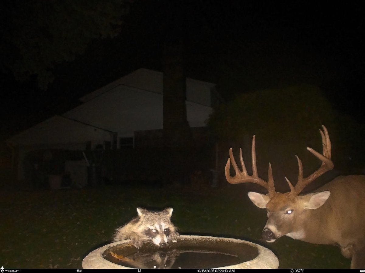 Trail_Cams's tweet image. 