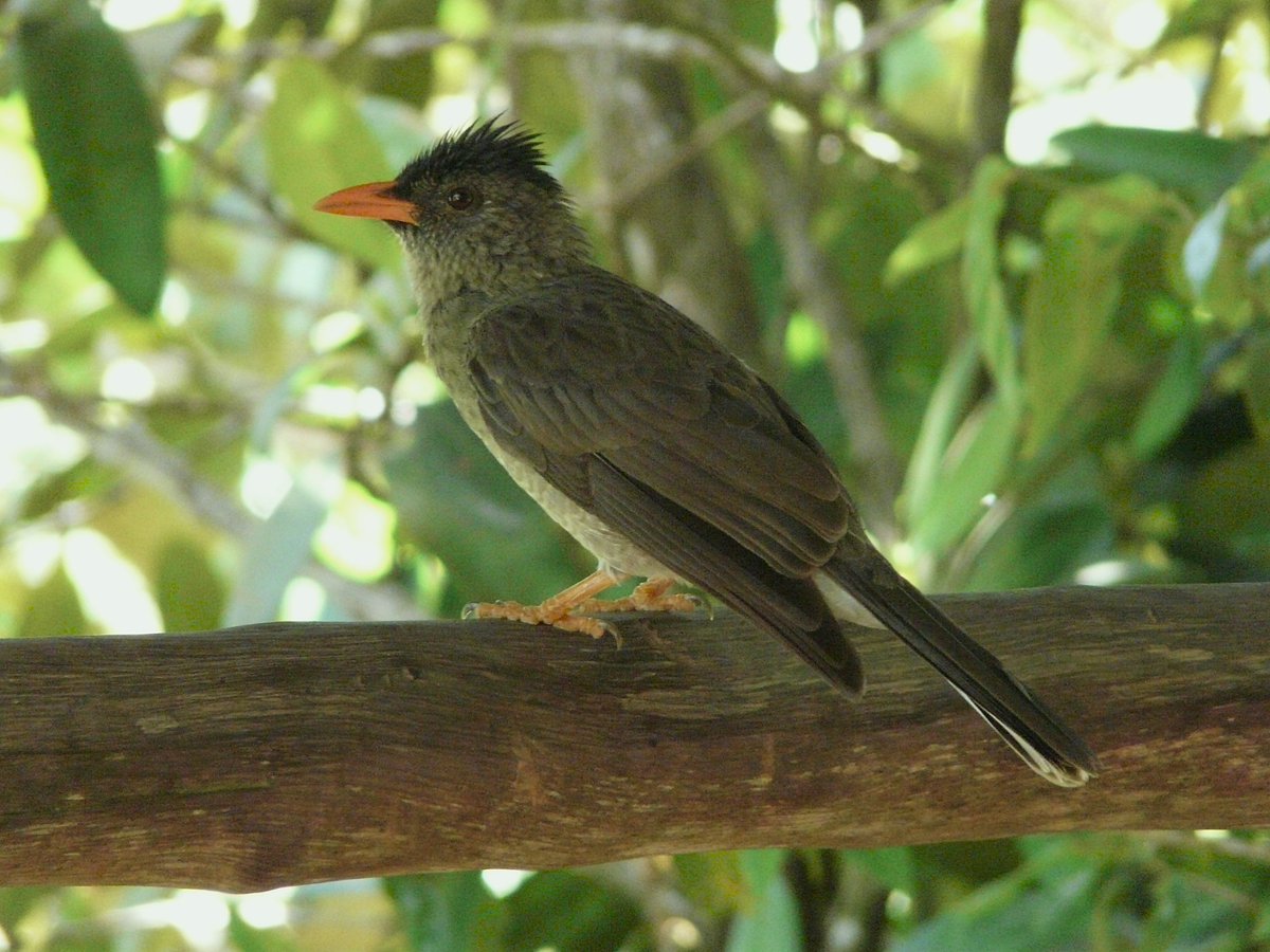 Bird for Sunday. Seychelles bulbul (Hypsipetes crassirostris; szczeciak grubodzioby - try to pronounce the Polish name :)). An old memory from the Seychelles.