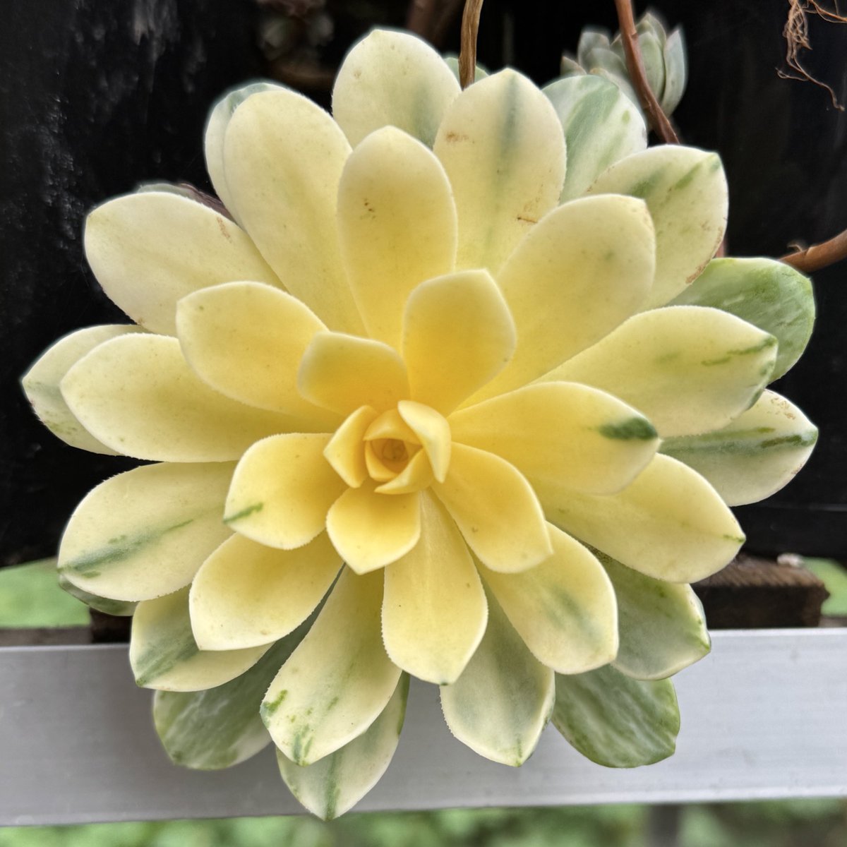 thomasjameswynn's tweet image. Aeonium ‘Suncup’.