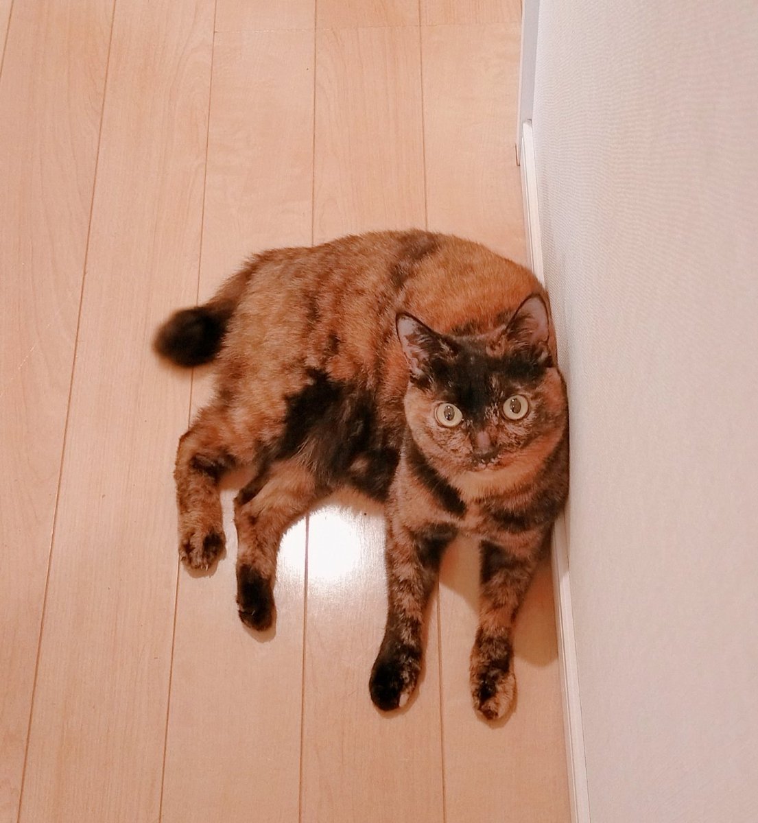 あずきページ あずき on X