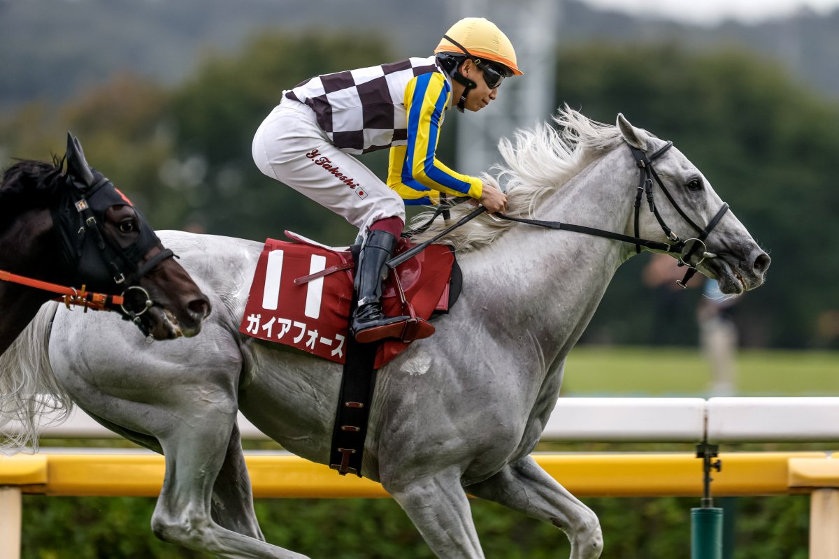 ギリギリまでがんばって
ギリギリまでふんばって
#ガイアフォース
#横山武史
#富士ステークス
db.sp.netkeiba.com/horse/20191044…
撮影：下野雄規