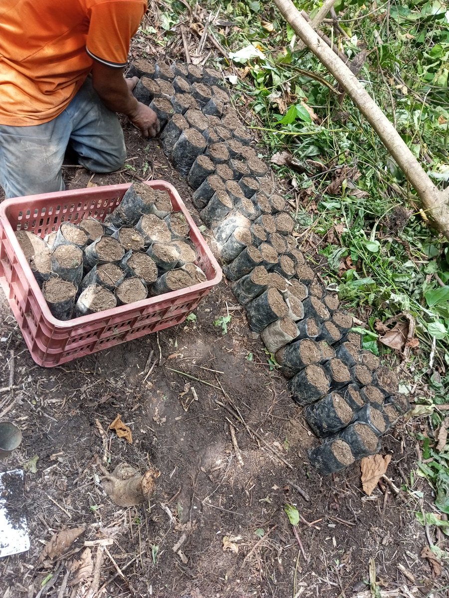 walejustbelight's tweet photo. Starting a new Cocoa nursery against next year.
#Osunfarmer #InsideIlesha https://t.co/eJxo16wsui