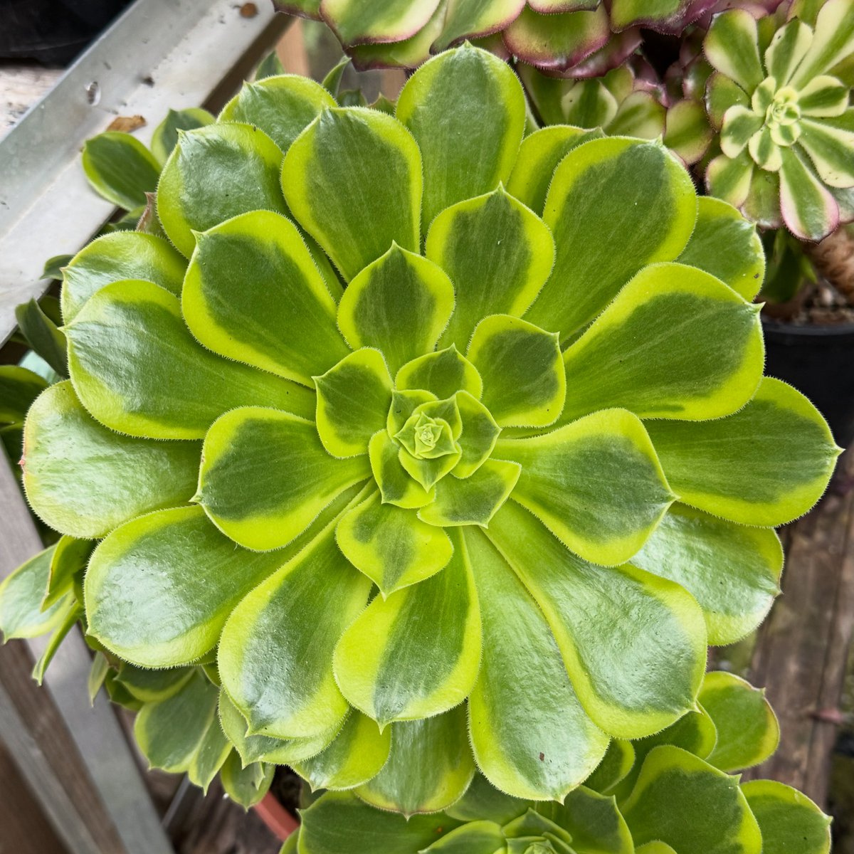 thomasjameswynn's tweet image. Aeonium ‘Green Lemon’.