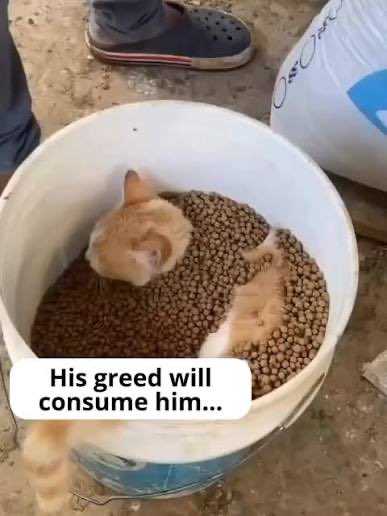 Strug Bus tweet media