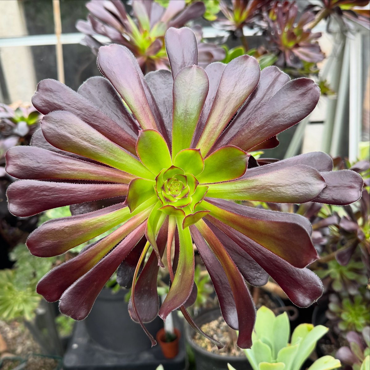 thomasjameswynn's tweet image. Aeonium ‘Zwartkop’.