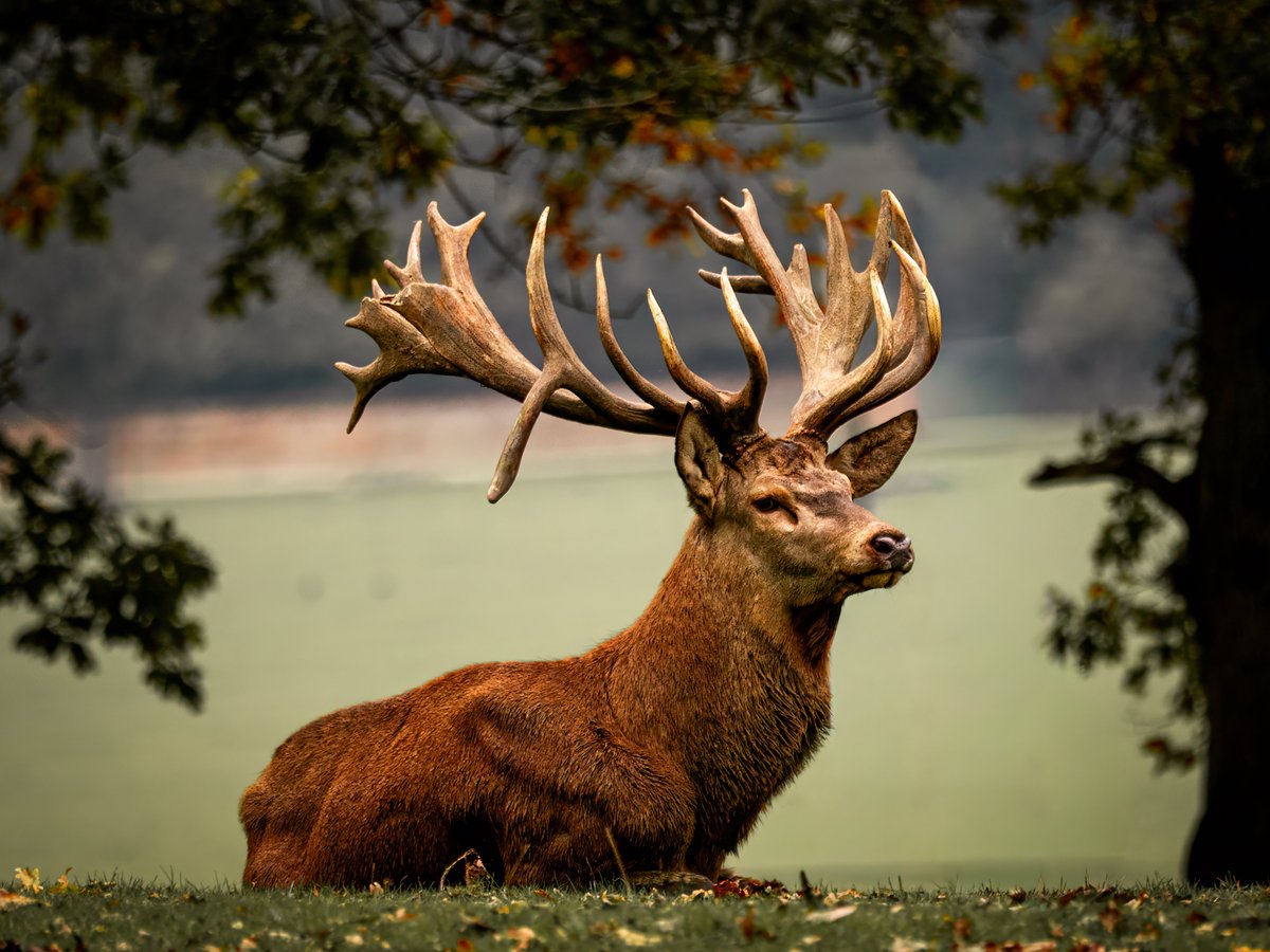 pushy_b's tweet photo. Woburn Deer Park in full Autumn Colour 
@Lauratobin1
@ChrisPage90
@StormchaserUKEU
@bbcweather
@BBCWeatherWatchers
@itvweather
@metoffice
@WeatherAisling
#loveukweather✅
@BBCLookEast
@itvanglia https://t.co/JvUUCX35Xf