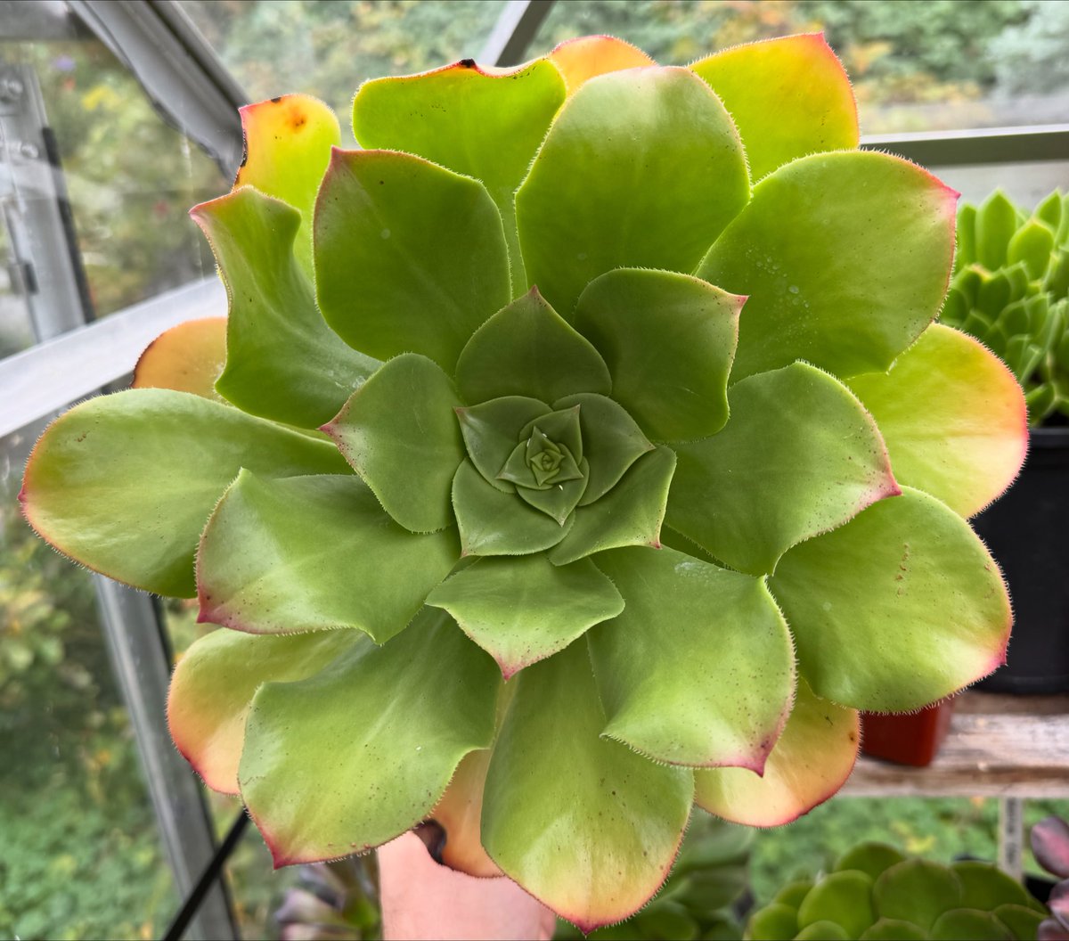 thomasjameswynn's tweet image. xSemponium ‘Darwin’.