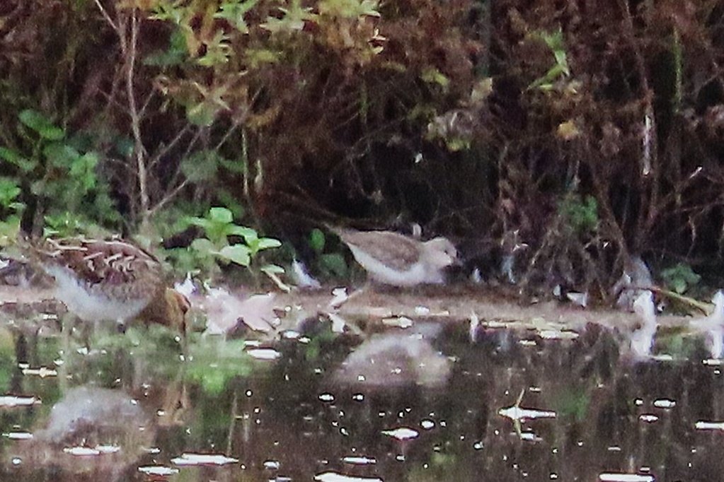 Tom Mabbett tweet media