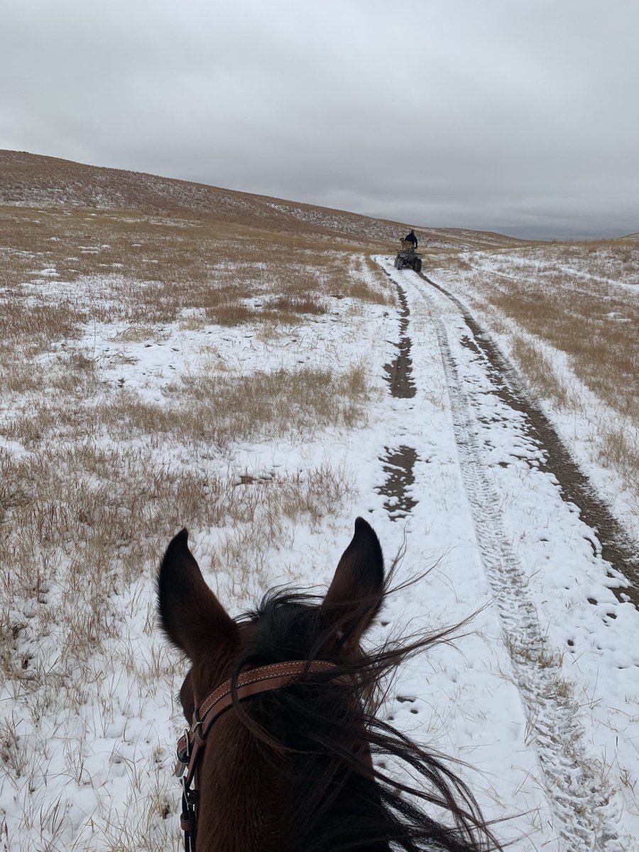 FDGenetics's tweet photo. 5 years ago, three of us headed out to move cattle, only two of us came back.  She’s remembered every…single…day💔 https://t.co/1LPDio7pEv