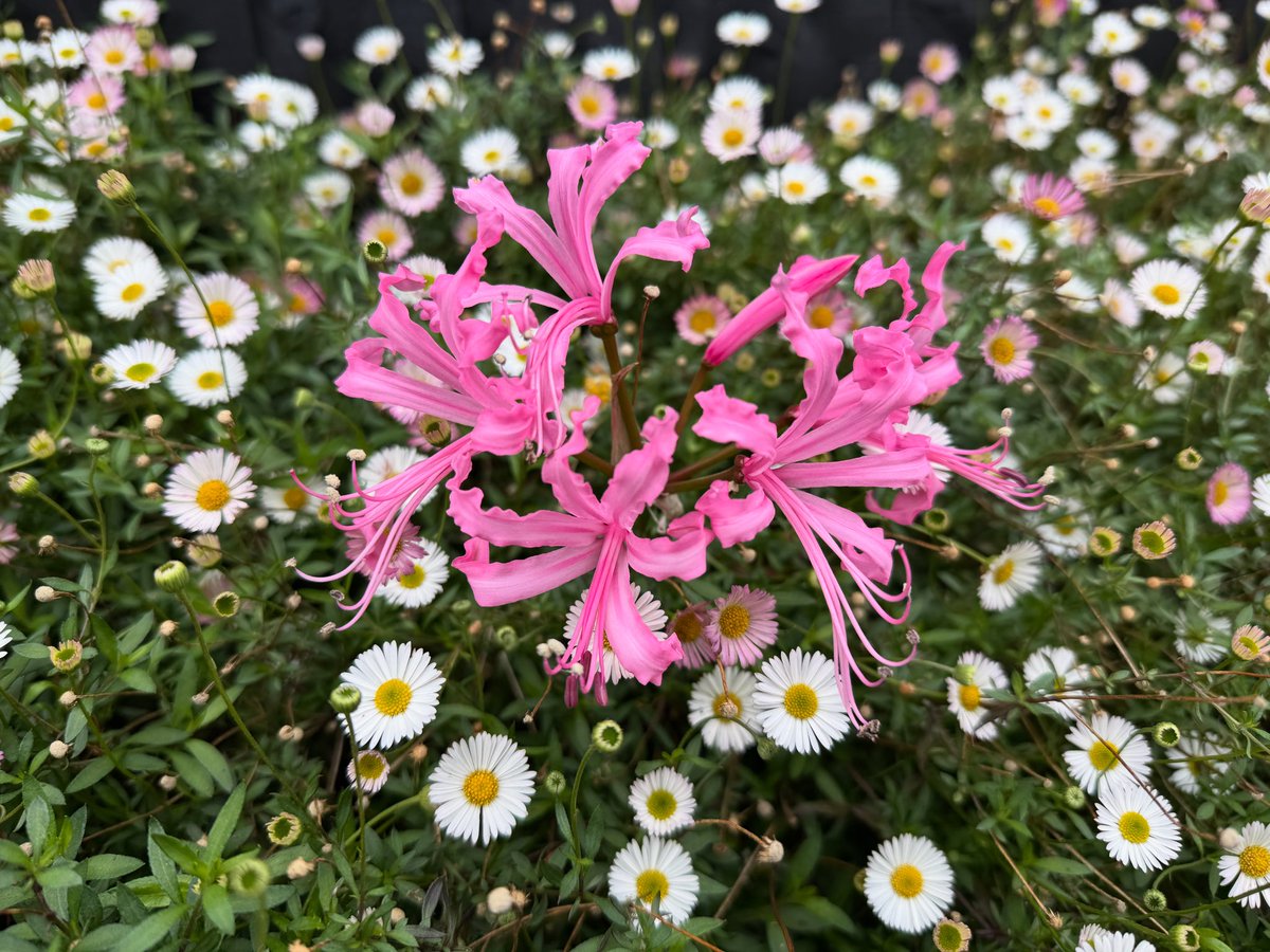 thomasjameswynn's tweet image. Nerine bowdenii surrounded by Erigerons.