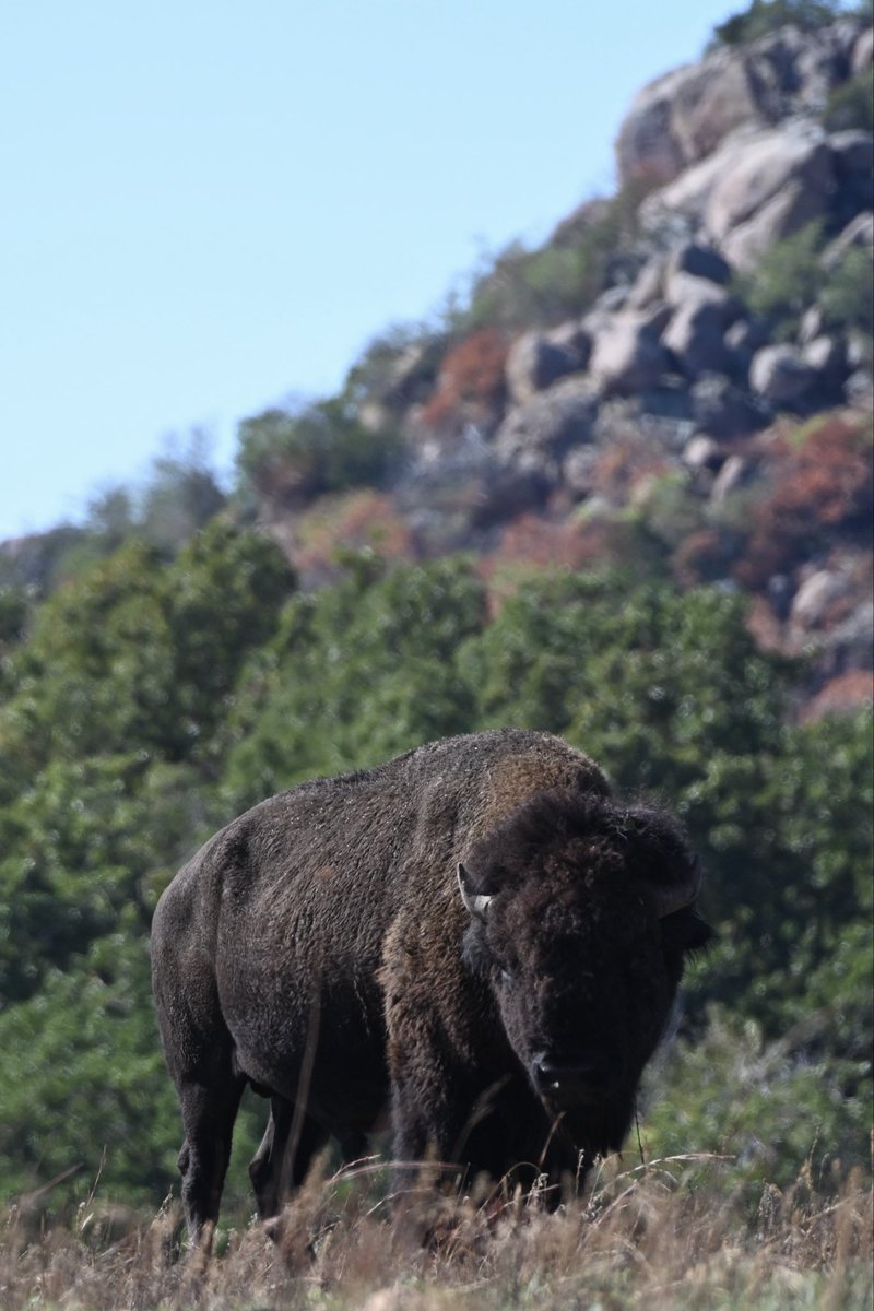 RichPAnderson's tweet photo. Banner Bison Day! 🦬 https://t.co/3OE6pNEOg3