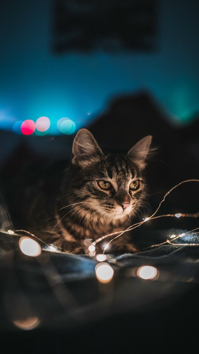 Красота вокруг кота 😍