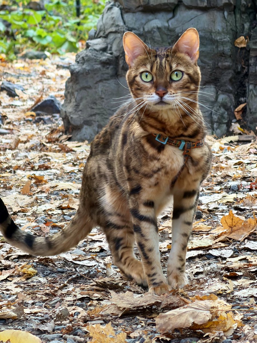 Gaïa et Yuki tweet media