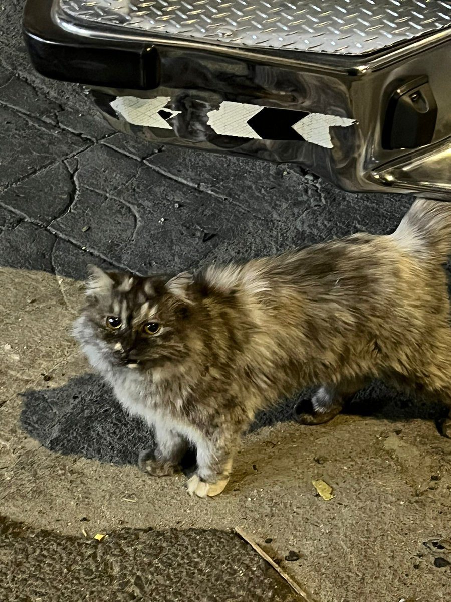 #انقاذ #قطط #الطايف 
هاذي بسة بيت عندنا في العمارة طردوها الجيران واخذوها جيران ثانين ودحين حتى الثانين طردوها الشارع 
اقسم بالله تحزن والمشكله أنا مو قادره اخذها اهلي مرا رافضين 😔💔
مدينة الطائف 
للتواصل : 0503575253