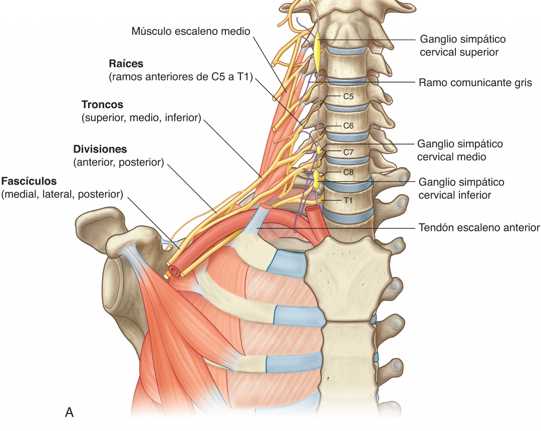 Pasión por la Anatomía tweet media