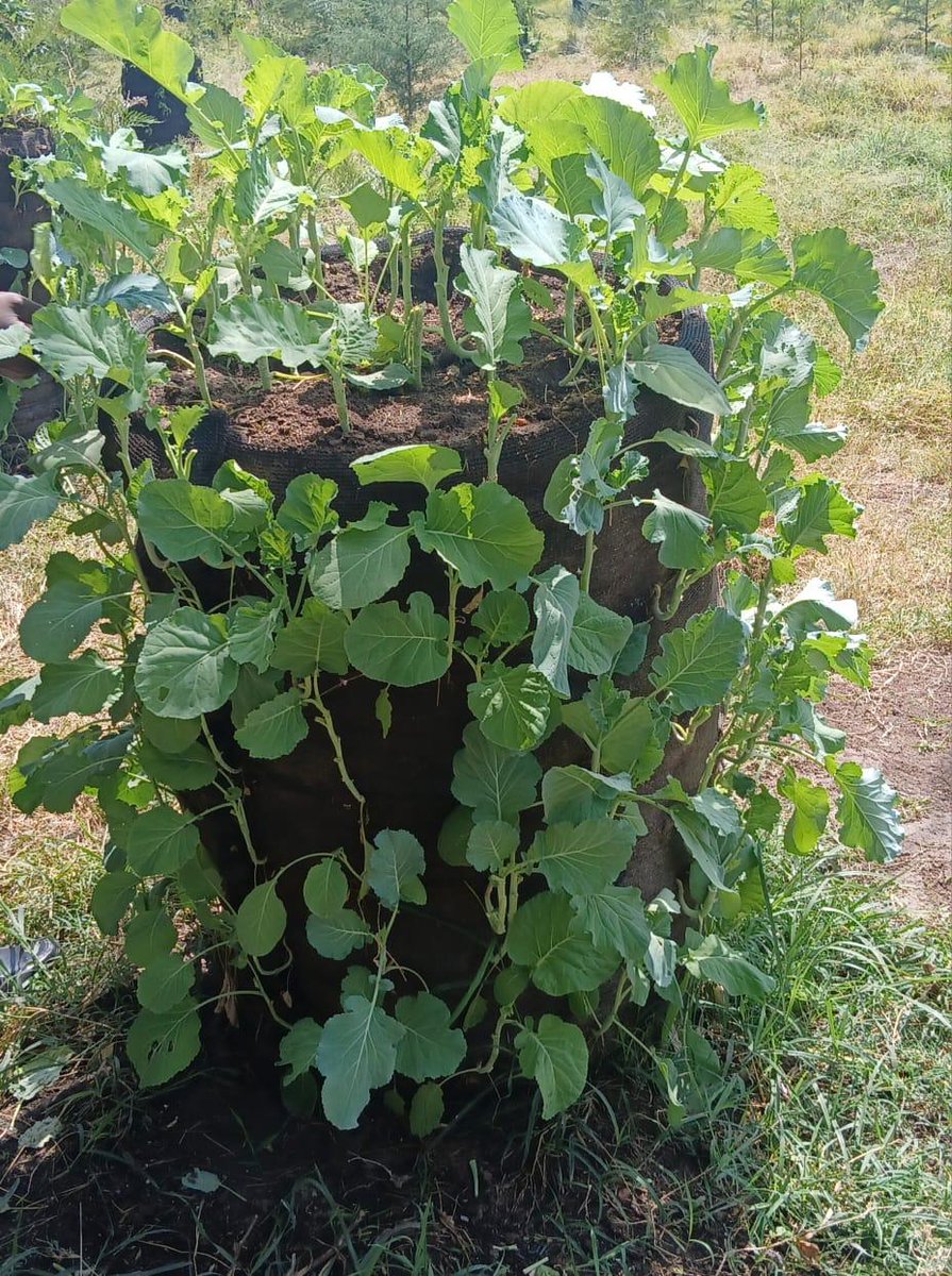 100 Humanitarians International tweet media