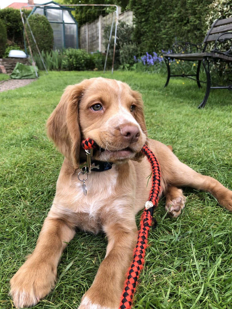 rosiewilkooo's tweet photo. @AdamWaithe baby ginger spanners are the best (tried and tested) https://t.co/FPgDCBnmEc