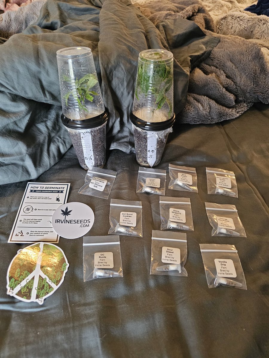 Package has landed everything looks amazing and healthy thank-you  <a href="/breeder_j/">Breeder J</a> and <a href="/irvineseedco/">Irvine Seed Company</a>