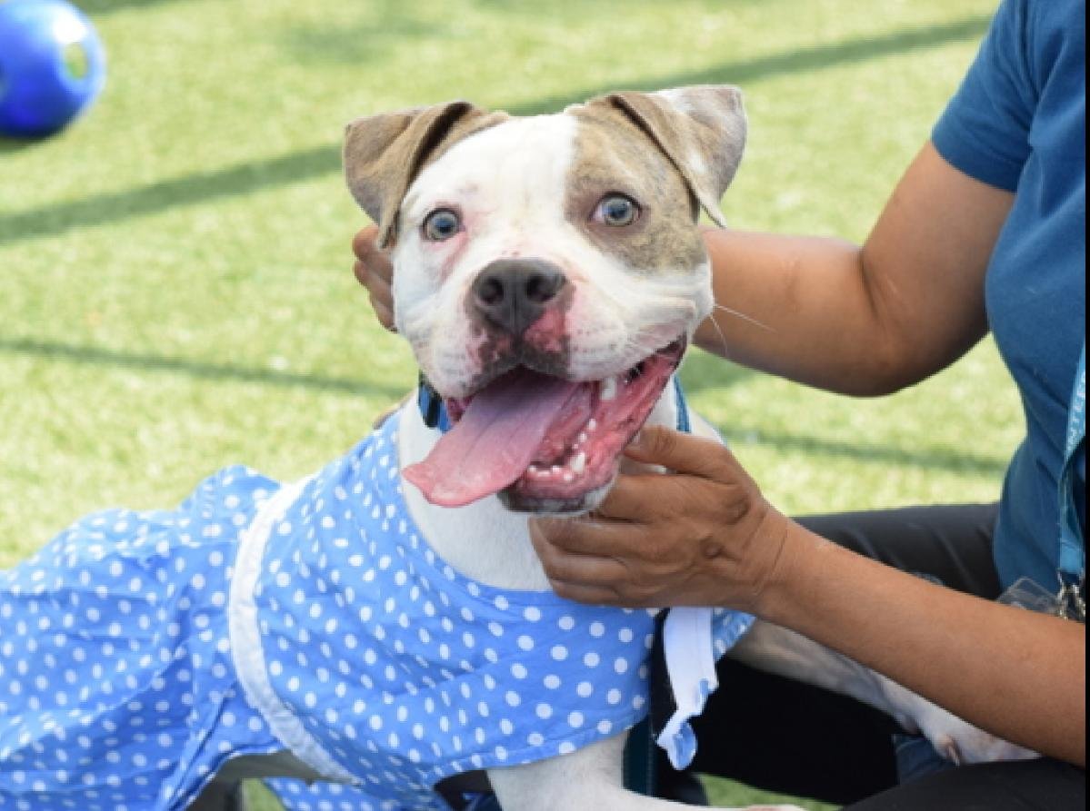 tomsland_'s tweet image. It&apos;s too late. Playful, adorable Speed Racer has been senselessly and barbarically killed  - a beautiful 2 yr old girl robbed of the life of love and happiness she deserved💔 
RIP sweet Speed Racer. Unlike the heartless monsters at NYCACC #AllDogsGoToHeaven🌈